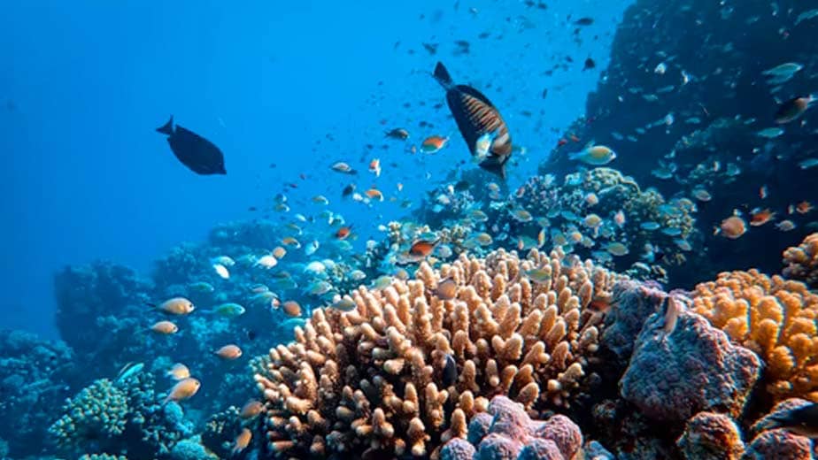 Tahitian corals, underwater photo