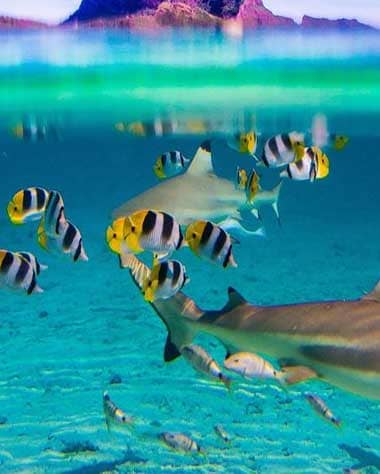 Bora Bora snorkeling Excursion Full Day snorkeling with Sharks Stingrays