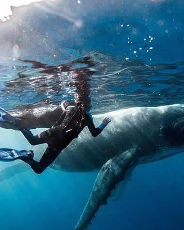 Ocean Wildlife Expedition - Swim with Whales, Sharks & Rays, Moorea whale watching tours