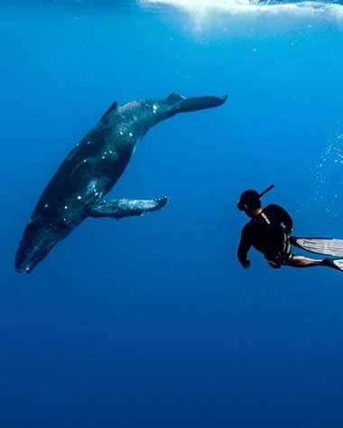 Swim with humpback whales, Moorea whale watching tours