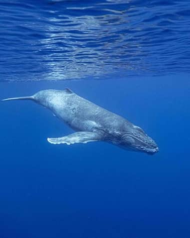 Tahiti swim with whales