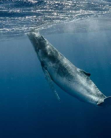 Whale-Watching-Bora-Bora
