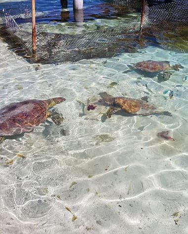 bora-bora-lagoonarium-sea-turtles