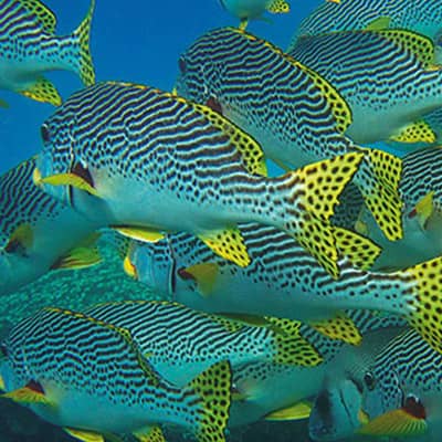 Tahiti diving excursions