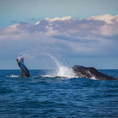Bora Bora whale watching