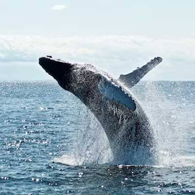 Moorea whale watching tours