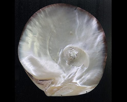 Robert Wan Pearl Museum, lipped_oyster_with_natural_pearl, Image by: Wmpearl