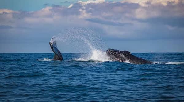 Bora Bora Whale Watching Tours