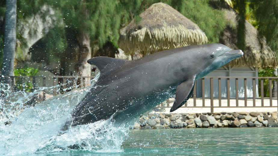Dolphin Center Moorea, image show a dolphin jumping out if the sea